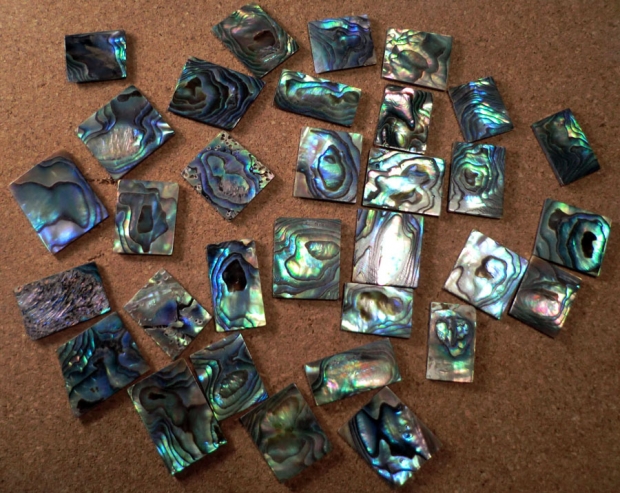 Paua_03